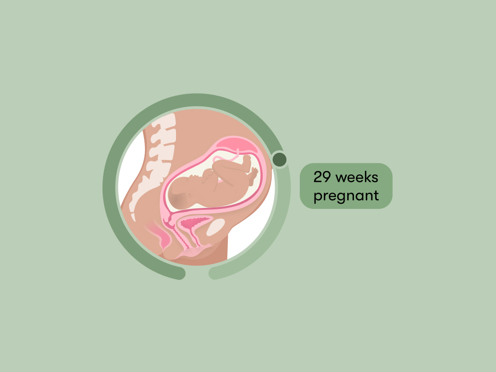 Baby measuring small store at 29 weeks